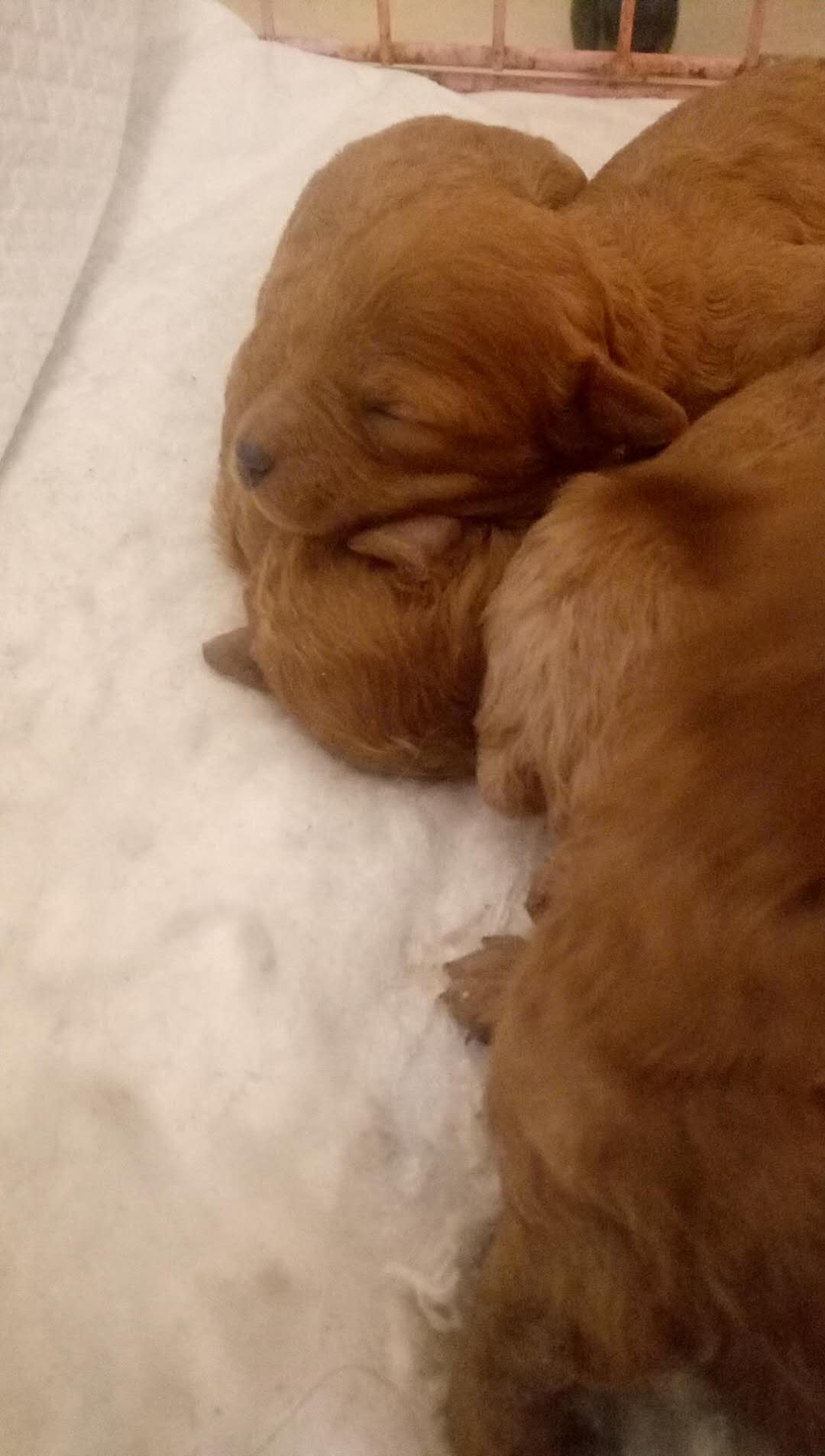 狗贩子用高锰酸钾和廉价染发剂给小奶狗染色，只为卖出高价。