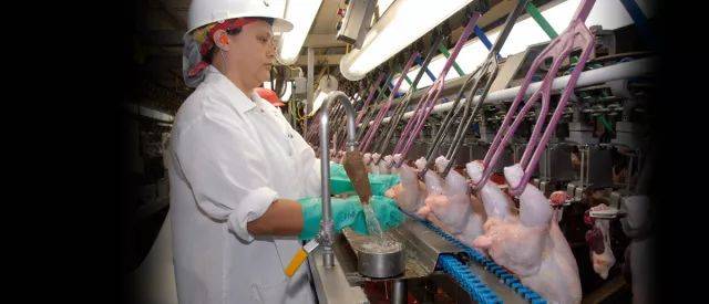 在鸡棚里工作,在捷克做什么