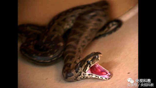 自然传奇之蟒蛇大追踪,自然传奇寻访大鳄巨蟒