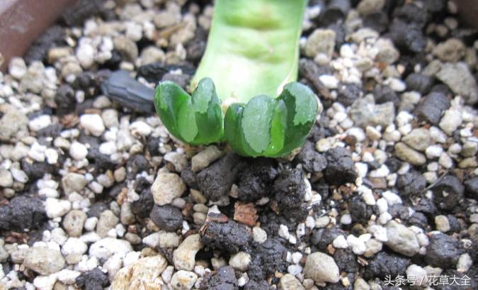 多肉叶插爆芽以后怎么处理,多肉叶插出芽后要怎么养