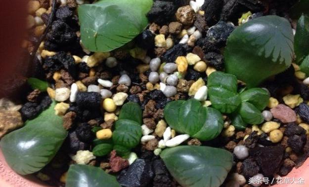 多肉叶插爆芽以后怎么处理,多肉叶插出芽后要怎么养