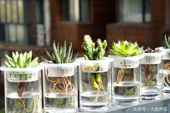 多肉浇水后烂根如何补救,多肉怎么浇水才不会烂根