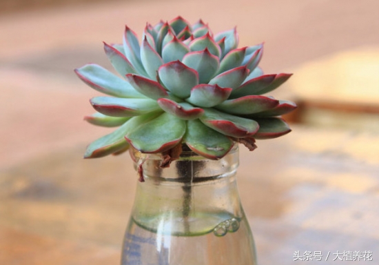 多肉浇水后烂根如何补救,多肉怎么浇水才不会烂根