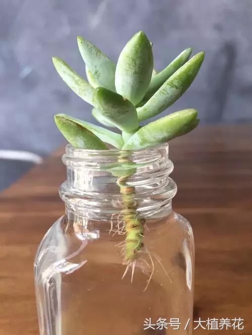 多肉浇水后烂根如何补救,多肉怎么浇水才不会烂根