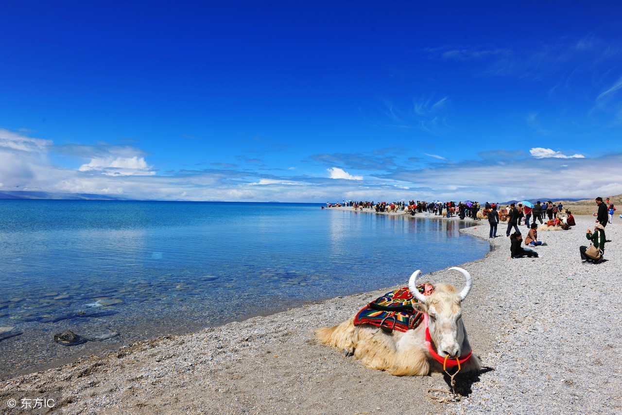 去日本旅游看到的一部车,自驾藏西