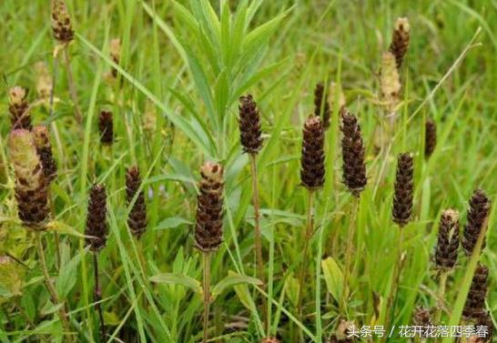 农村田间常见的草药,乡下不认识的草药