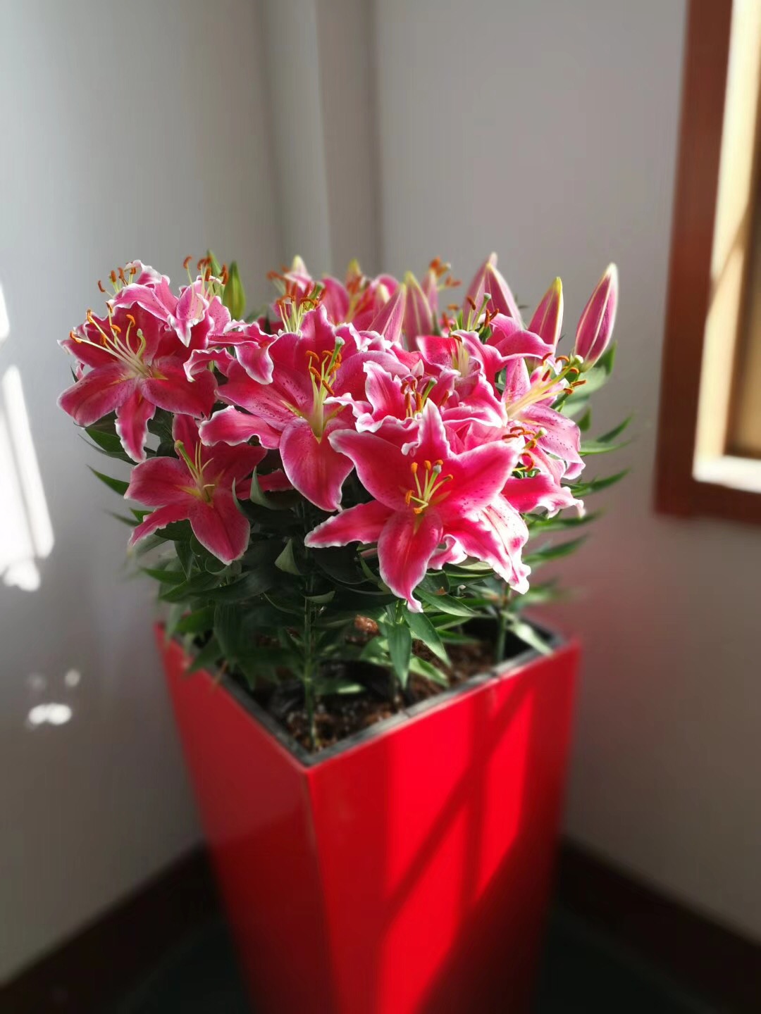 香水百合养护教程,重瓣香水百合养护方法