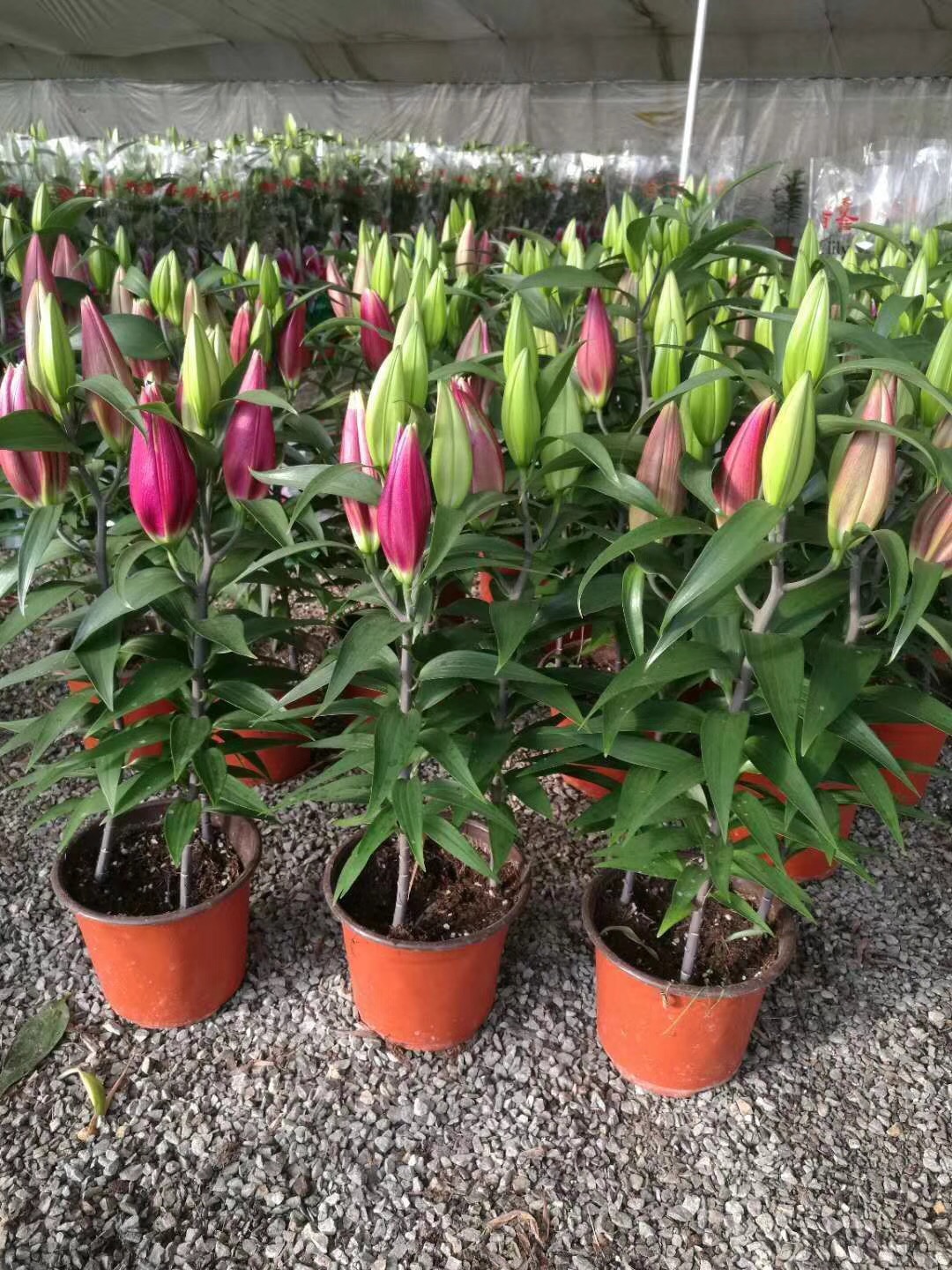 香水百合养护教程,重瓣香水百合养护方法