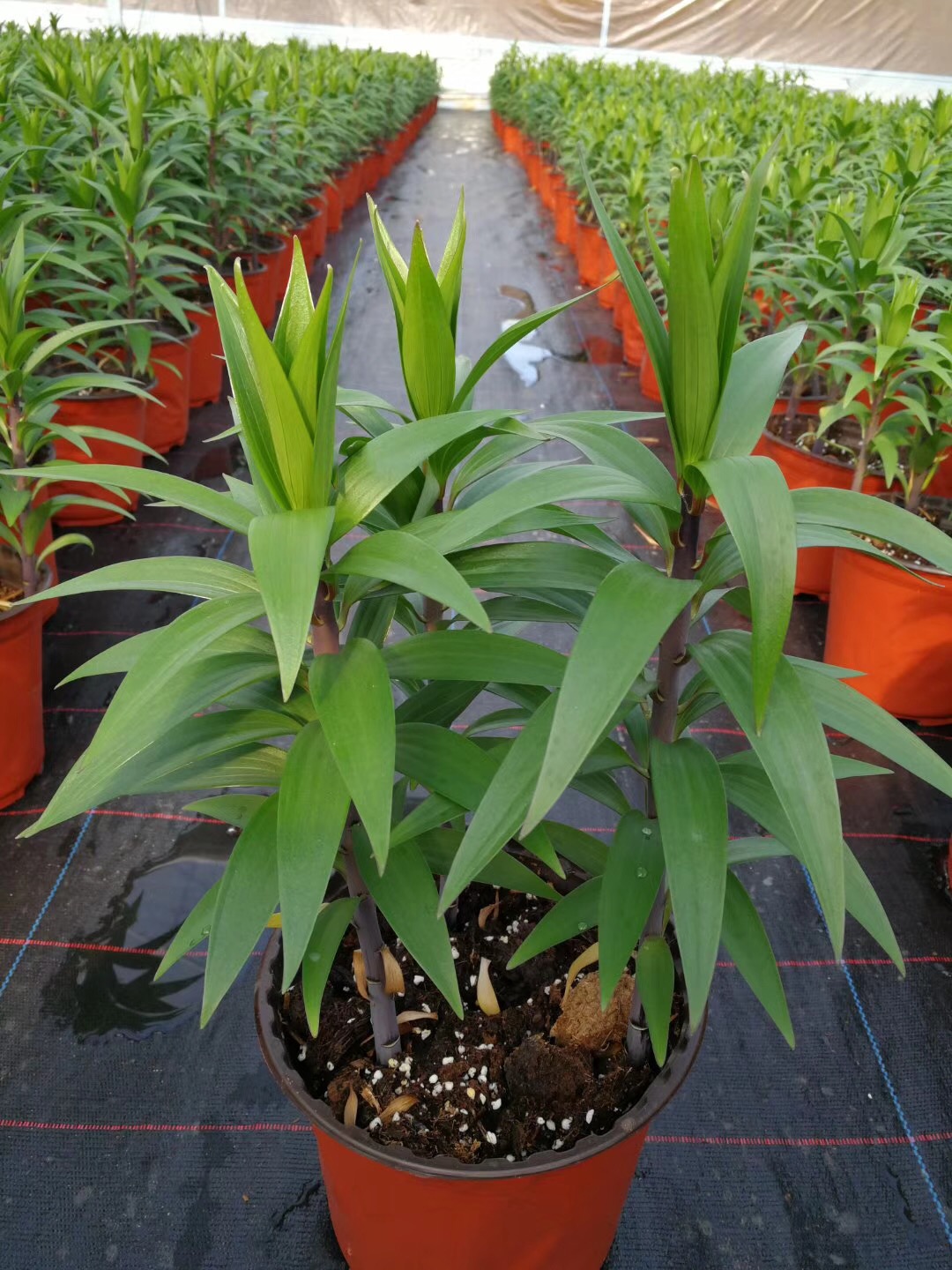 香水百合养护教程,重瓣香水百合养护方法