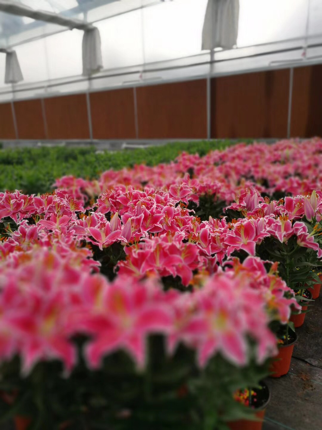 香水百合养护教程,重瓣香水百合养护方法