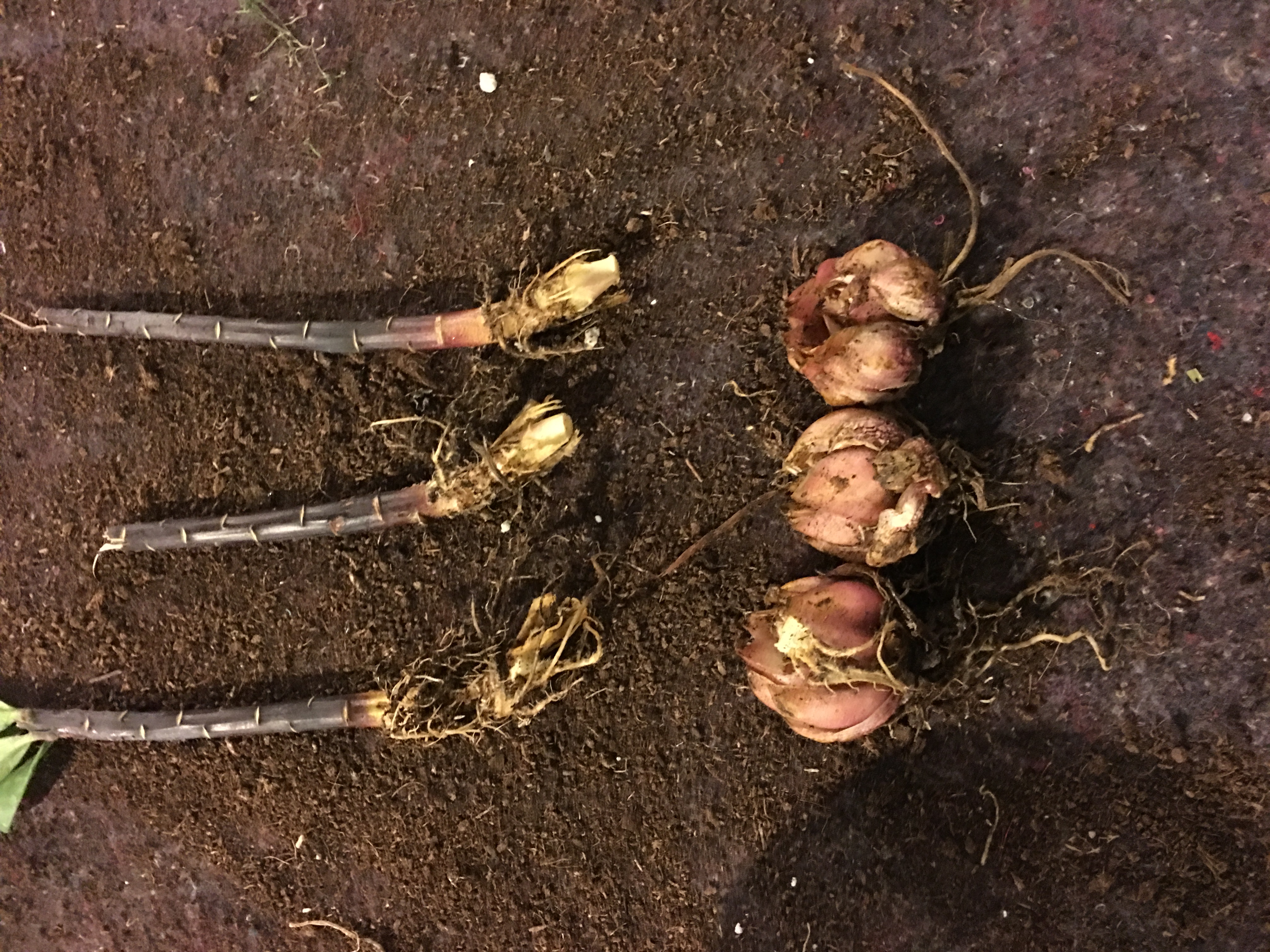 香水百合养护教程,重瓣香水百合养护方法