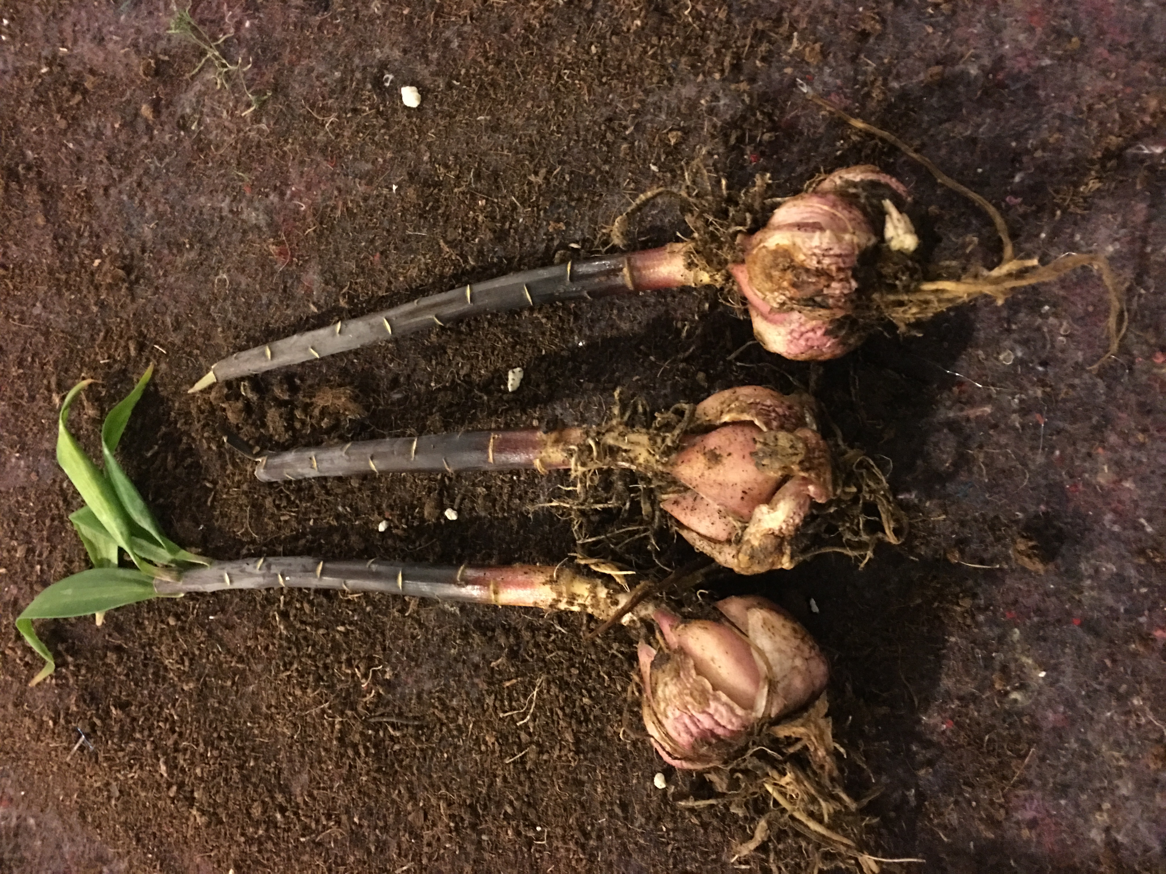 香水百合养护教程,重瓣香水百合养护方法