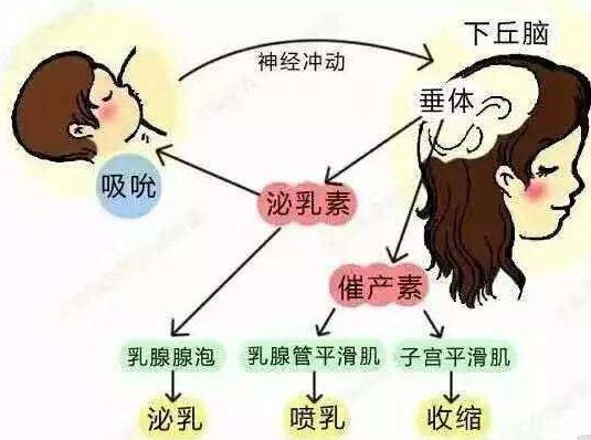 未婚未孕女性泌乳,怎么在没怀孕的情况下泌乳