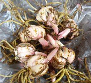 香水百合养护教程,重瓣香水百合养护方法