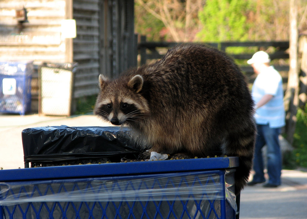 浣熊真的那么温顺吗,浣熊适不适合养