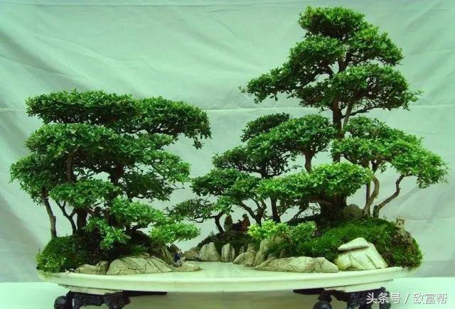 盆景小院挣钱,盆景小天地