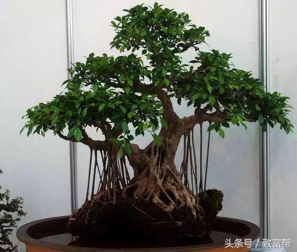 盆景小院挣钱,盆景小天地