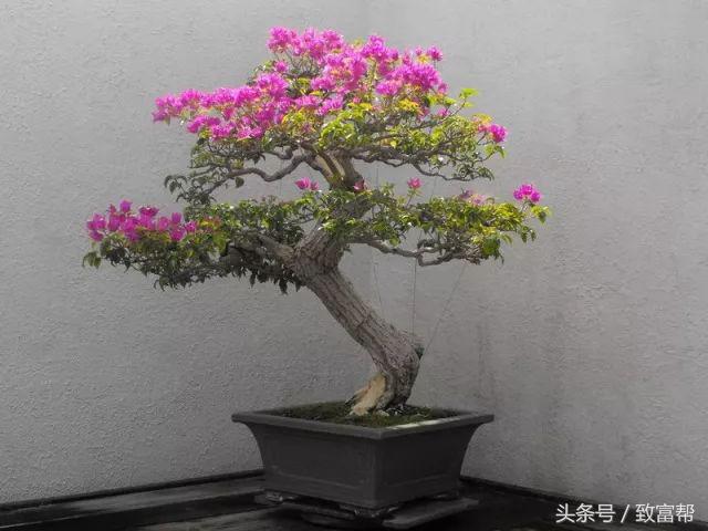 盆景小院挣钱,盆景小天地