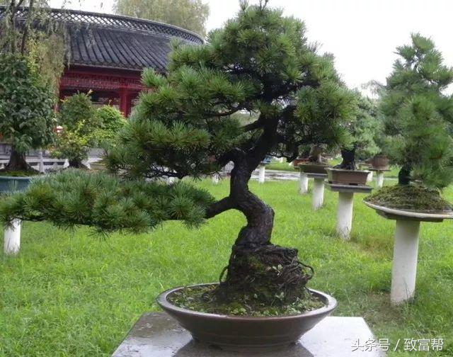 盆景小院挣钱,盆景小天地