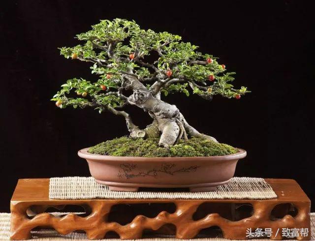 盆景小院挣钱,盆景小天地