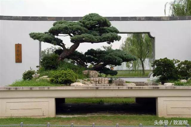 盆景小院挣钱,盆景小天地