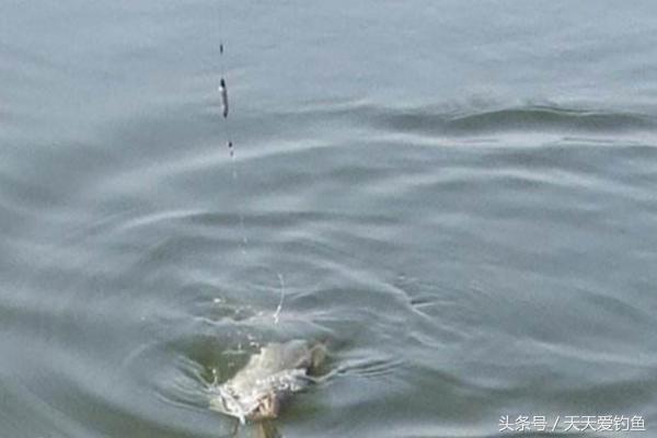 浮钓怎么避免走漂,如何解决浮钓走漂