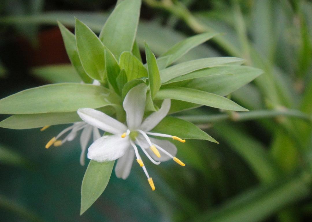 吸甲醛最好的植物排名好养,吸甲醛好养活的植物排行榜