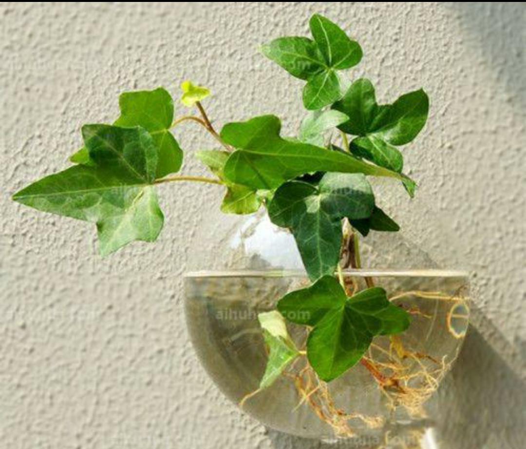 吸甲醛最好的植物排名好养,吸甲醛好养活的植物排行榜