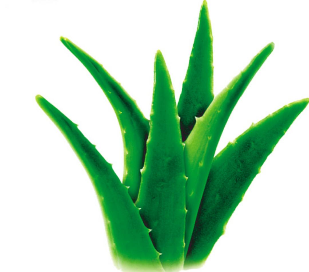 吸甲醛最好的植物排名好养,吸甲醛好养活的植物排行榜