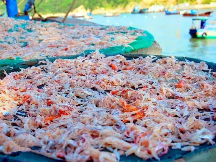 浙江禁渔期有哪些地方,禁渔期去海边吃海鲜贵吗