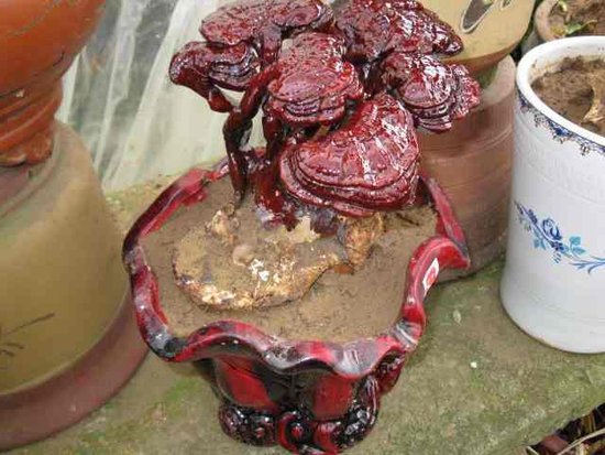 灵芝孢子粉药效好吗,灵芝孢子粉是不是真有效