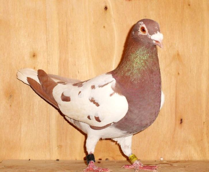 抓天落鸽子最好最简单的方法,吸引天落鸽的方法大全