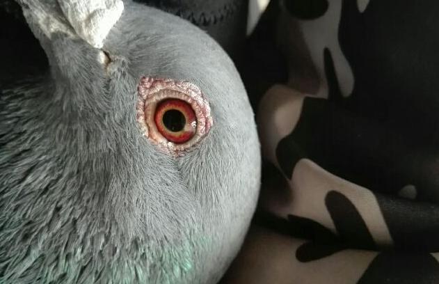 抓天落鸽子最好最简单的方法,吸引天落鸽的方法大全