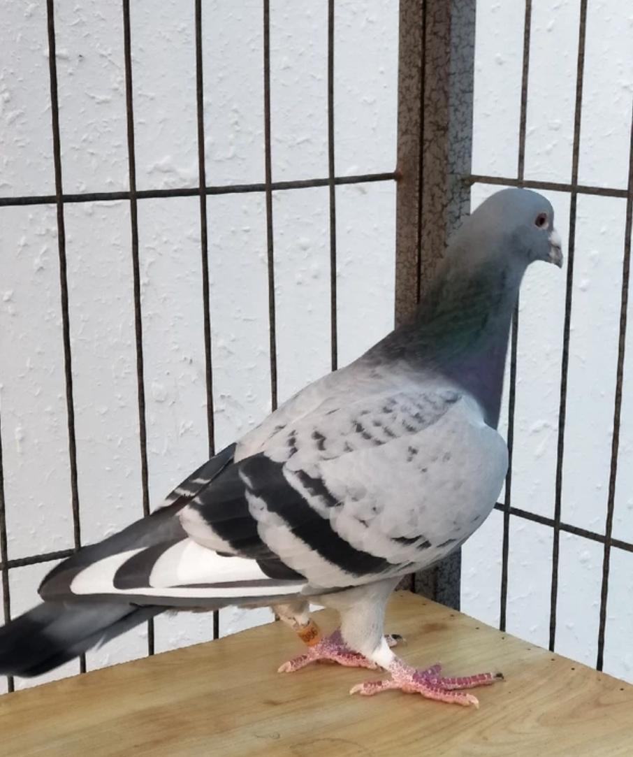 抓天落鸽子最好最简单的方法,吸引天落鸽的方法大全