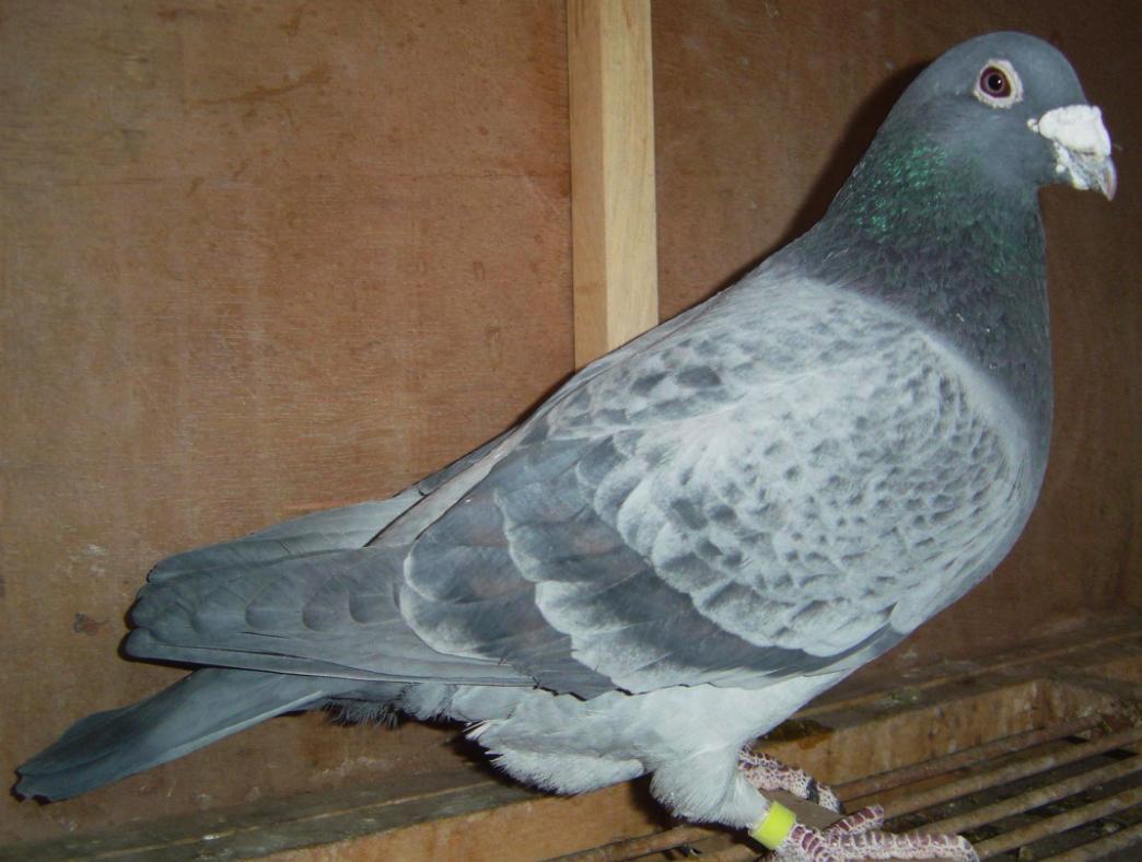 抓天落鸽子最好最简单的方法,吸引天落鸽的方法大全