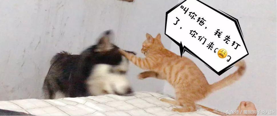 关于环太平洋2的20个彩蛋,环太平洋2的主要亮点