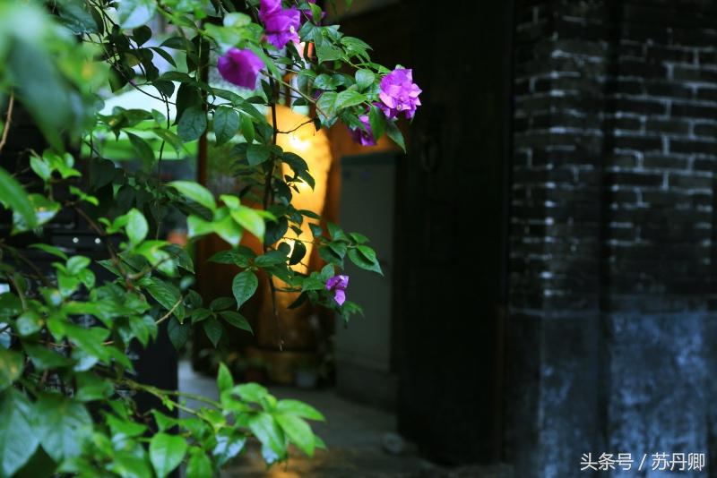 繁花宽窄巷子,宽窄巷子攻略和景点