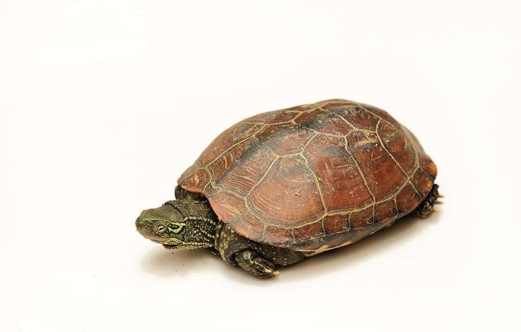 新手养乌龟如何让乌龟吃龟粮,新手养龟有必要加热棒吗