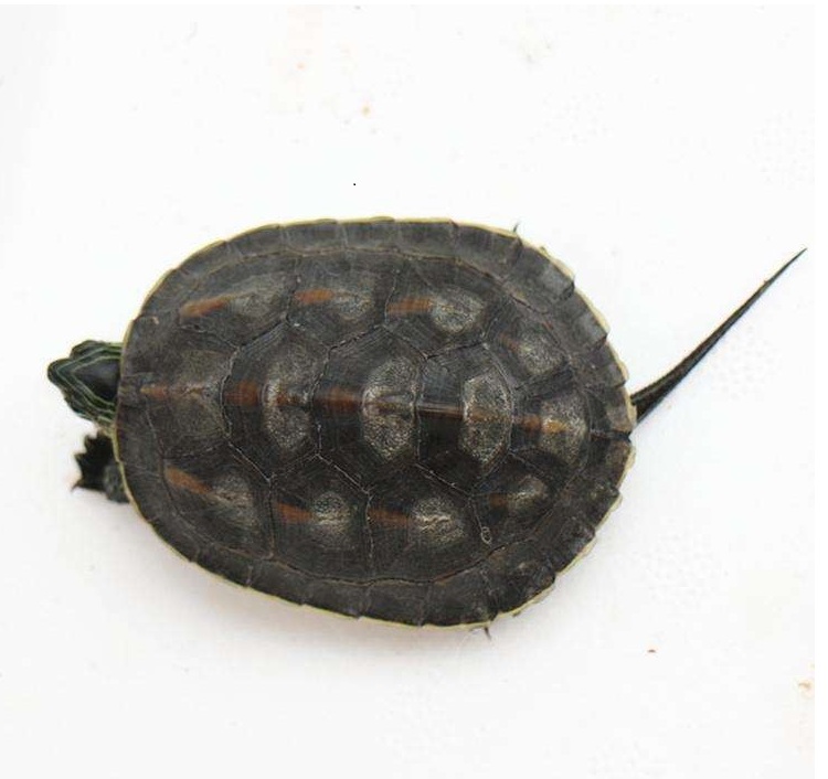 新手养乌龟如何让乌龟吃龟粮,新手养龟有必要加热棒吗