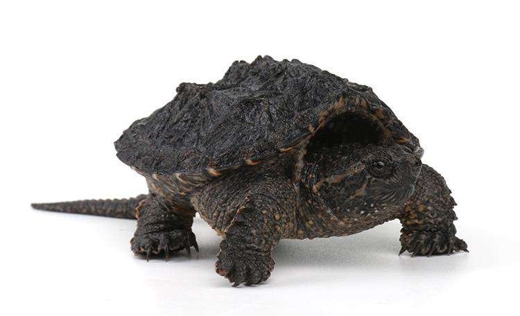 新手养乌龟如何让乌龟吃龟粮,新手养龟有必要加热棒吗