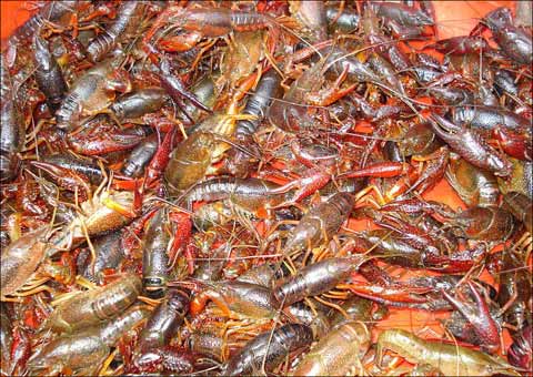 小龙虾能和小型观赏鱼一起混养吗,罗氏沼虾和小龙虾泥鳅能混养吗