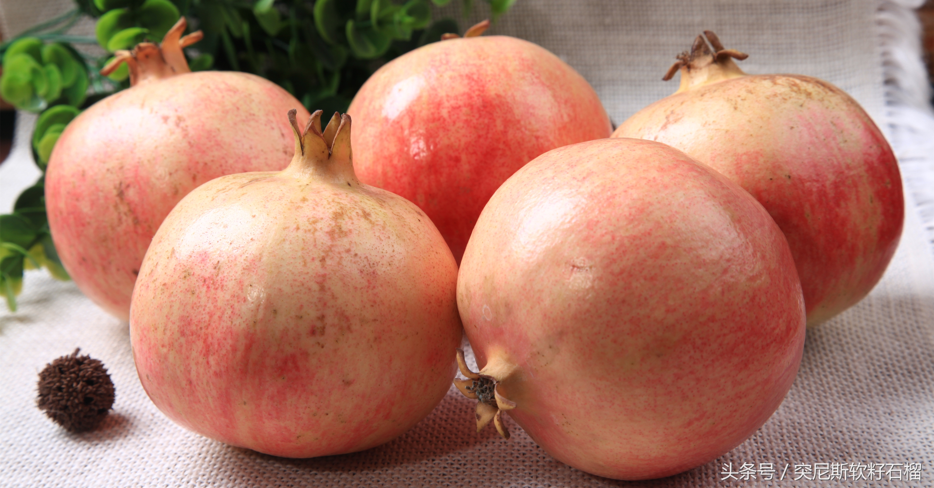 软籽石榴能繁殖后代吗,软籽石榴能不能种子繁育