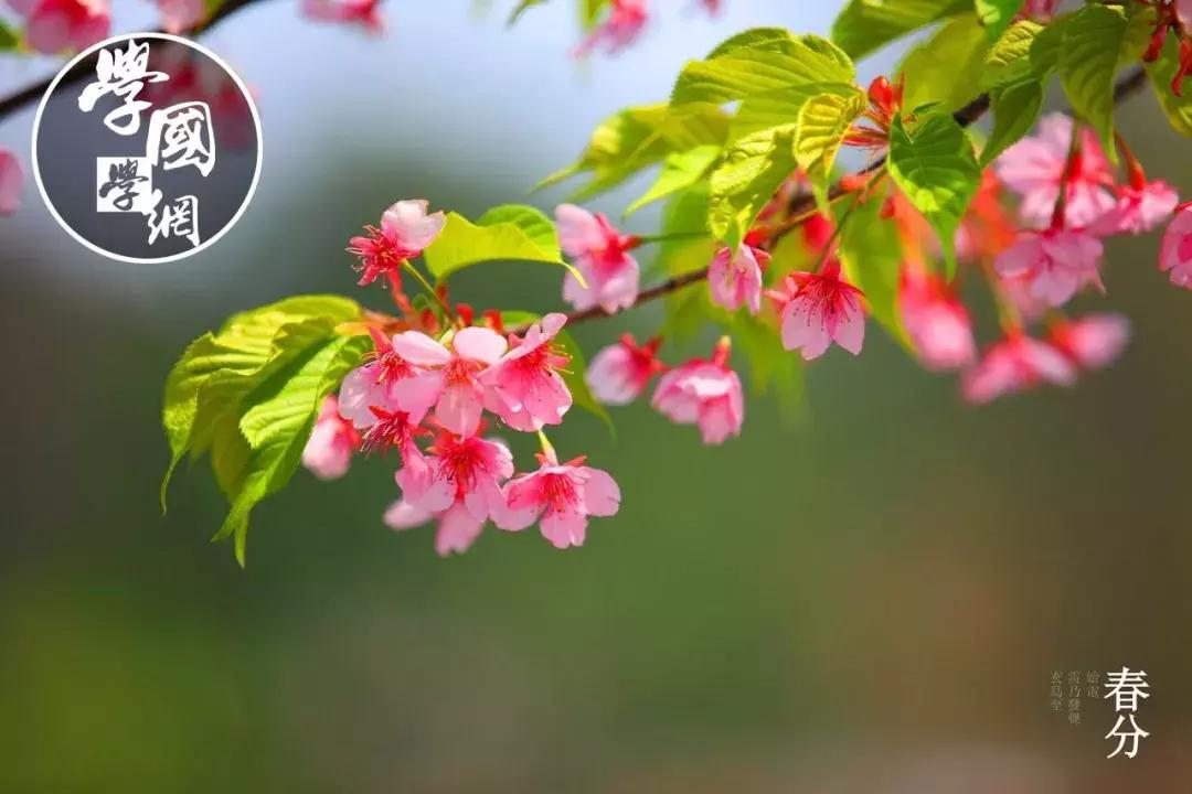 春分是踏青的好时节哪种花卉绽放,春分是深春吗