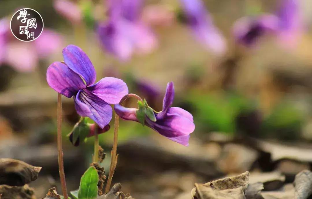 春分是踏青的好时节哪种花卉绽放,春分是深春吗
