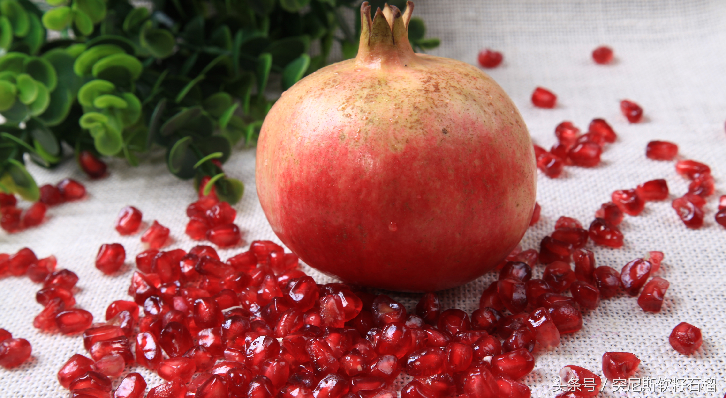 软籽石榴能繁殖后代吗,软籽石榴能不能种子繁育