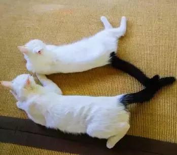 猫谱：因相成名，因名成谱《蓝毛毛找猫》24：猫出有名