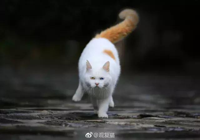 猫谱：因相成名，因名成谱《蓝毛毛找猫》24：猫出有名