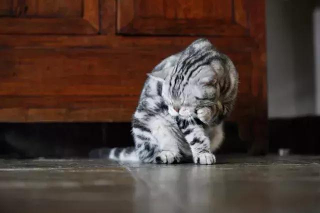 猫谱：因相成名，因名成谱《蓝毛毛找猫》24：猫出有名