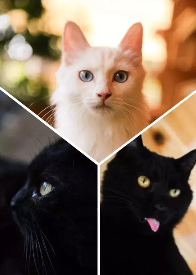 猫谱：因相成名，因名成谱《蓝毛毛找猫》24：猫出有名