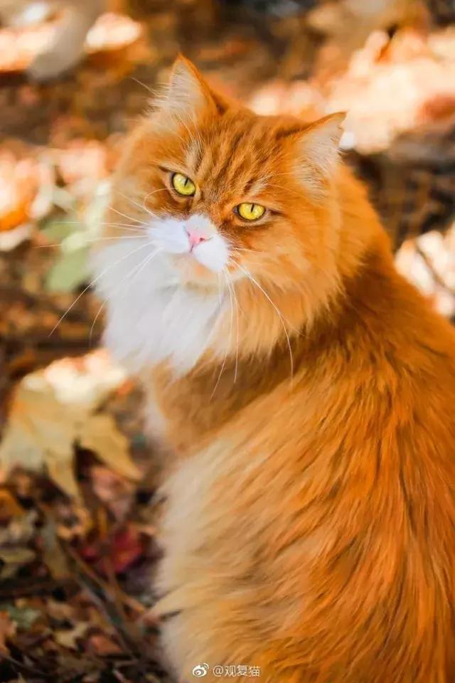 猫谱：因相成名，因名成谱《蓝毛毛找猫》24：猫出有名